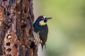 Image result for Acorn Archers