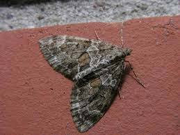 Attēlu rezultāti vaicājumam “Thera variata”