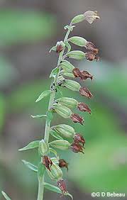 Attēlu rezultāti vaicājumam “Epipactis helleborine leaf”