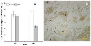 Attēlu rezultāti vaicājumam “Heterotrichia oerstedii (syn. Arcyria oerstedii) macro”