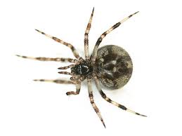 Attēlu rezultāti vaicājumam “Theridiidae”