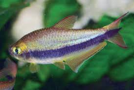 Attēlu rezultāti vaicājumam “Bilimbia tetramera”