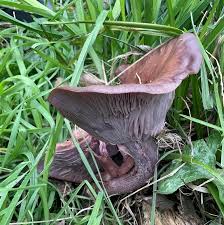 Attēlu rezultāti vaicājumam “Lepista nuda”