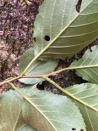 Attēlu rezultāti vaicājumam “Cerasus leaf”