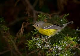 Image result for Dendroica magnolia