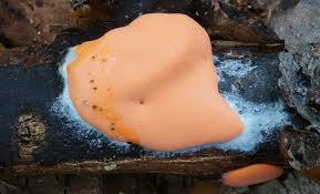 Attēlu rezultāti vaicājumam “Dictydiaethalium plumbeum”