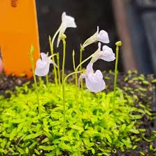 Image result for Utricularia