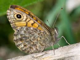 Attēlu rezultāti vaicājumam “Lasiommata megera underside”