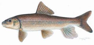 Image result for Minytrema melanops