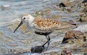 Attēlu rezultāti vaicājumam “Calidris alpina”