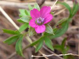 Attēlu rezultāti vaicājumam “Geranium dissectum flower”