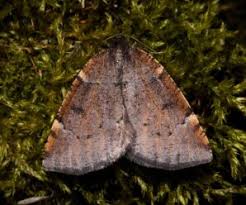 Attēlu rezultāti vaicājumam “Epirranthis diversata”