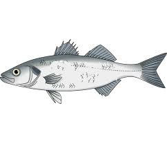 Image result for Dicentrarchus labrax