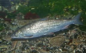 Image result for Coregonus lavaretus