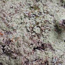 Attēlu rezultāti vaicājumam “Lepraria”