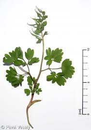 Attēlu rezultāti vaicājumam “Corydalis solida”