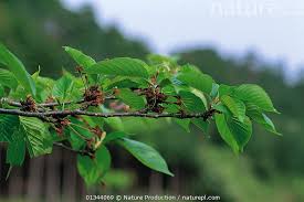 Attēlu rezultāti vaicājumam “Cerasus leaf”