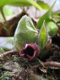 Attēlu rezultāti vaicājumam “Asarum europaeum”