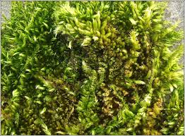 Attēlu rezultāti vaicājumam “Homalothecium sericeum”