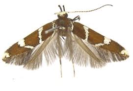 Attēlu rezultāti vaicājumam “Oecophoridae”