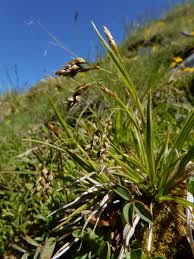Attēlu rezultāti vaicājumam “Carex capillaris fruit”
