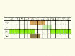 Attēlu rezultāti vaicājumam “Bolitophagus reticulatus imago”