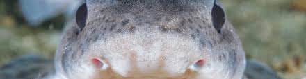 Image result for Scyliorhinus canicula