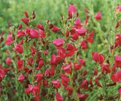 Attēlu rezultāti vaicājumam “Cytisus scoparius”