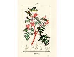 Attēlu rezultāti vaicājumam “Geranium robertianum leaf”