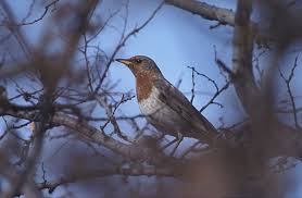 Image result for Turdus ruficollis