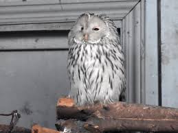 Attēlu rezultāti vaicājumam “Strix uralensis”