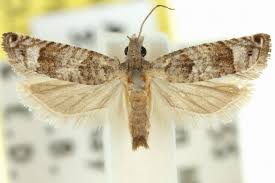 Attēlu rezultāti vaicājumam “Tortricidae”