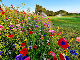 Image result for Fingle Glen Golf Club