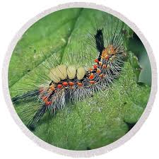 Attēlu rezultāti vaicājumam “Orgyia antiqua”