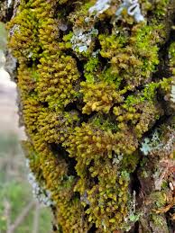 Attēlu rezultāti vaicājumam “Orthotrichum, Nyholmiella”