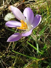 Attēlu rezultāti vaicājumam “Crocus tommasinianus flower”