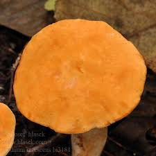 Attēlu rezultāti vaicājumam “Hydnum rufescens”