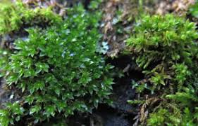 Attēlu rezultāti vaicājumam “Bryum moravicum”