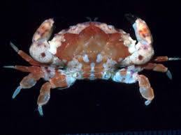 Attēlu rezultāti vaicājumam “Didymium xanthopus macro”