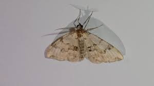 Attēlu rezultāti vaicājumam “Colostygia pectinataria”