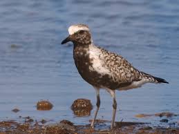 Attēlu rezultāti vaicājumam “Pluvialis squatarola adult”