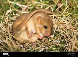 Attēlu rezultāti vaicājumam “Muscardinus avellanarius”