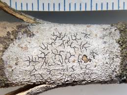 Attēlu rezultāti vaicājumam “Graphis scripta”