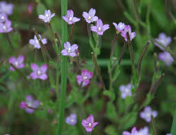 Attēlu rezultāti vaicājumam “Epilobium palustre flower”