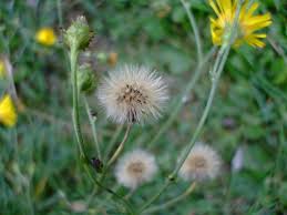 Attēlu rezultāti vaicājumam “Hieracium umbellatum”