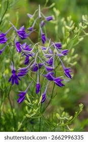 Image result for Consolida ajacis oder Consolida regalis