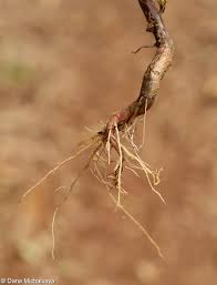 Attēlu rezultāti vaicājumam “Senecio viscosus fruit”