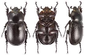 Attēlu rezultāti vaicājumam “Scarabaeidae”