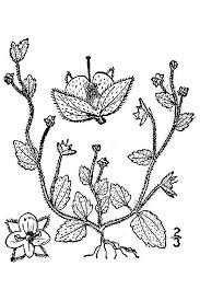 Attēlu rezultāti vaicājumam “Veronica agrestis flower”