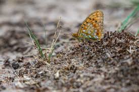 Attēlu rezultāti vaicājumam “Argynnis adippe”